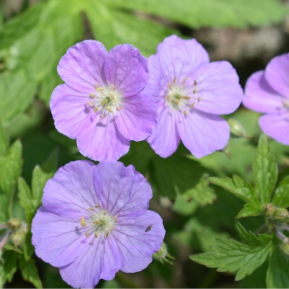 Meet your Posher, Martha - Picture 1 of 1